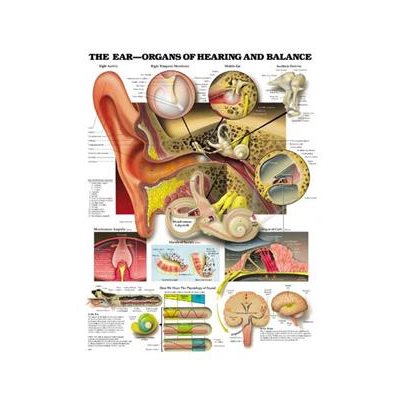 The Ear: Hearing & Balance Laminated Poster, 20 x 26 in (9890LL)