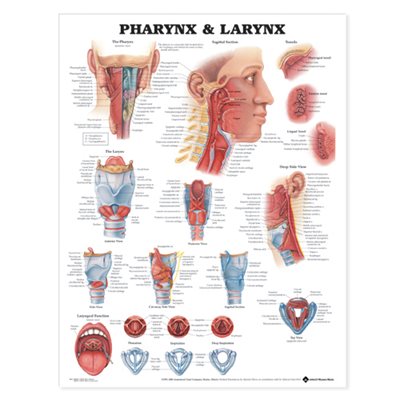 Pharynx & Larynx Laminated Poster, 20 x 24 in (9879LL)