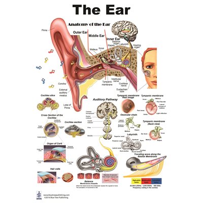Blue Tree The Ear poster, 12 x 17 inches, BT-4123031