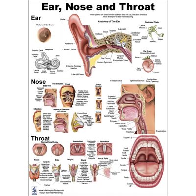 Blue Tree ear, nose and throat anatomy poster, 12 x 17 inches, BT-4123091