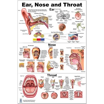 Blue Tree Ear, Nose & Throat educational poster, 24 by 36 inches