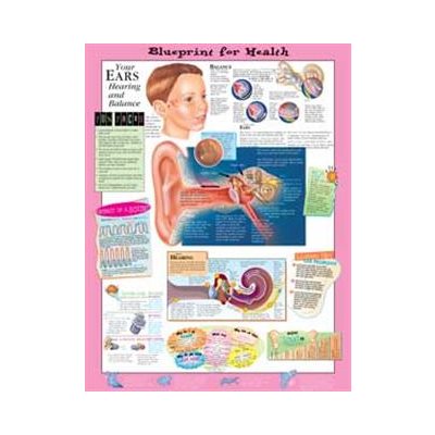 Your Ears Children's Laminated Poster, 20 x 26 in (KS9LL)